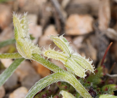 Pectocarya platycarpa