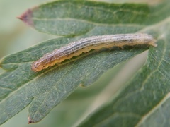 Lepidoptera