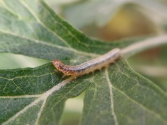 Lepidoptera