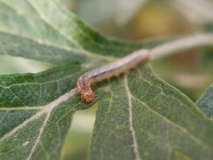 Lepidoptera