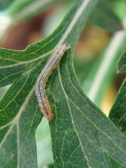 Lepidoptera