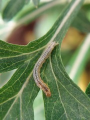 Lepidoptera