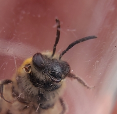 Colletes brimleyi
