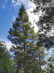 Abies neodurangensis