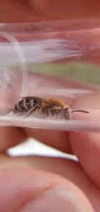 Colletes brimleyi