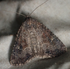 Mesapamea fractilinea