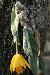 Prosthechea karwinskii