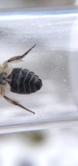 Colletes brimleyi