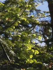 Abies neodurangensis