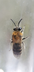 Colletes brimleyi