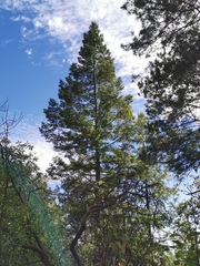 Abies neodurangensis