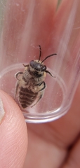 Colletes brimleyi