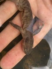 Ambystoma jeffersonianum