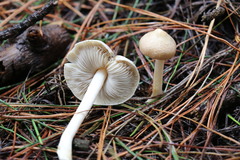 Inocybe sindonia