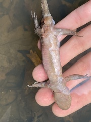 Ambystoma jeffersonianum