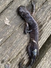 Ambystoma jeffersonianum