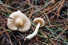 Inocybe sindonia