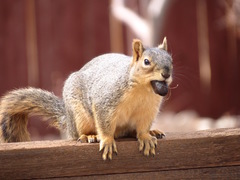 Sciurus niger
