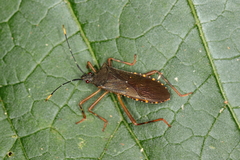 Leptoscelis elongator