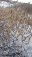 Dracocephalum olchonense