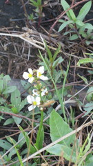 Echinodorus paniculatus