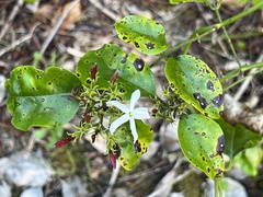 Jasminum dichotomum