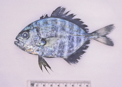 Uraspis uraspis