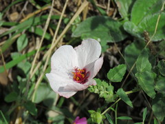 Pavonia cymbalaria