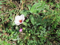 Pavonia cymbalaria