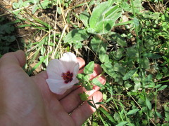 Pavonia cymbalaria
