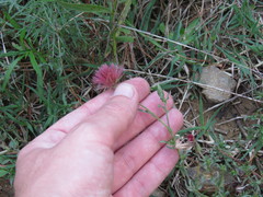 Noticastrum diffusum