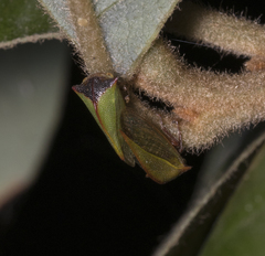Alchisme rubrocostata