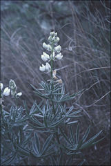 Lupinus sulphureus