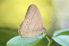 Paryphthimoides poltys