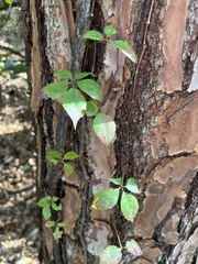 Parthenocissus quinquefolia image