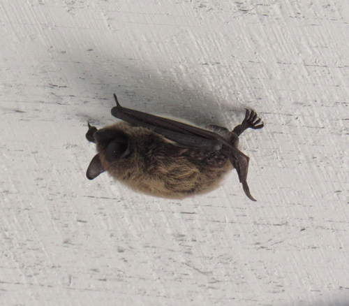 Yuma Myotis photographed in Idaho