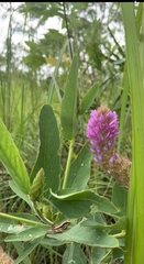 Uraria lagopodioides