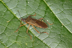 Leptoscelis elongator