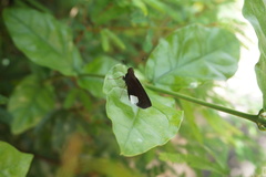 Lepidoptera