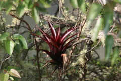 Tillandsia complanata