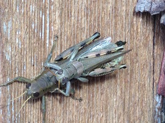 Melanoplus differentialis