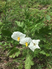 Solanum hieronymi