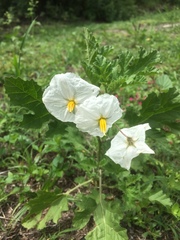 Solanum hieronymi