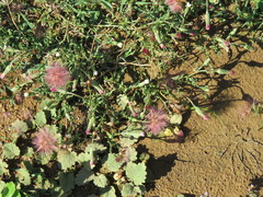 Noticastrum diffusum