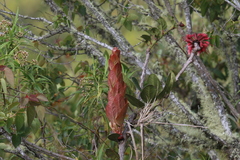 Macleania rupestris