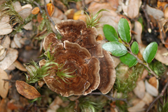 Phellodon plicatus