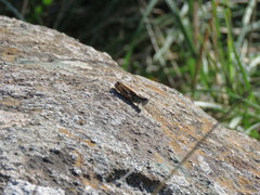 Dichroplus pratensis