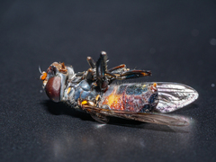 Helophilus hochstetteri