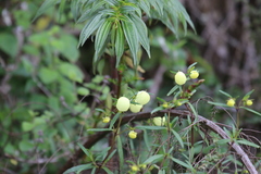 Calceolaria hyssopifolia