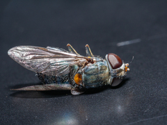 Helophilus hochstetteri